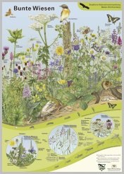 Бесплатный плакат растения и животные луга