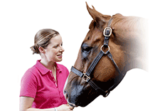 Бесплатный каталог породистых лошадей