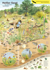 Бесплатный плакат о животных и растениях песков